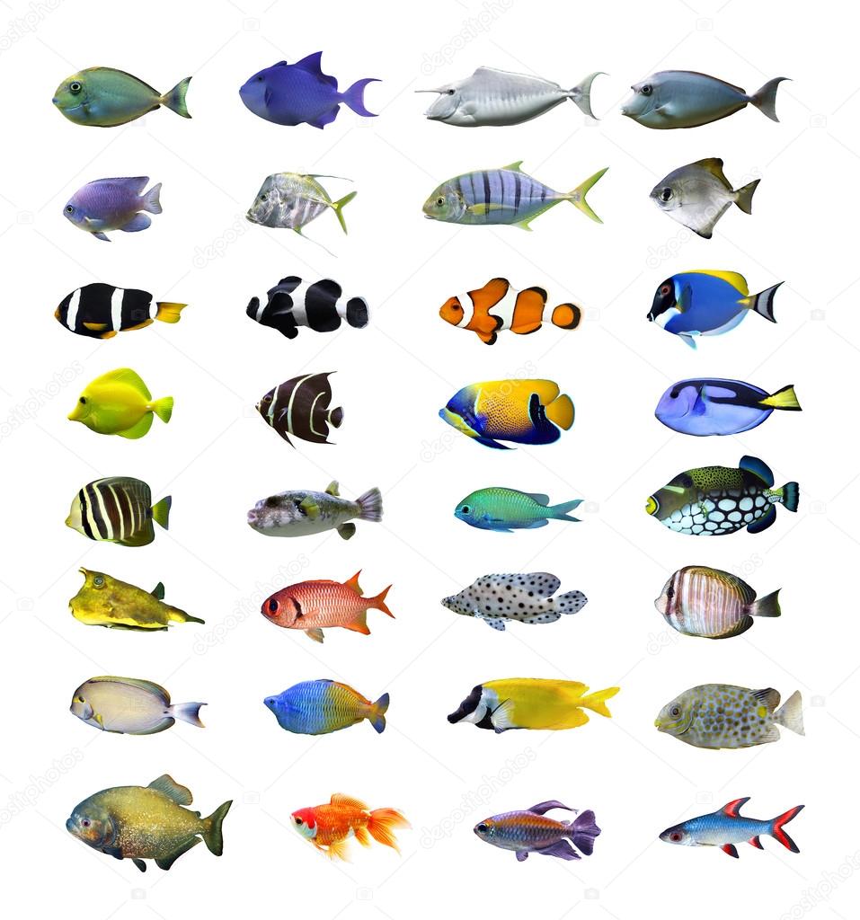 Great collection of a tropical fish