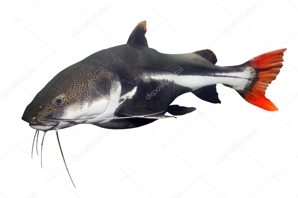 Tropical fish. The Red Tail Catfish (Phractocephalus hemiliopterus).