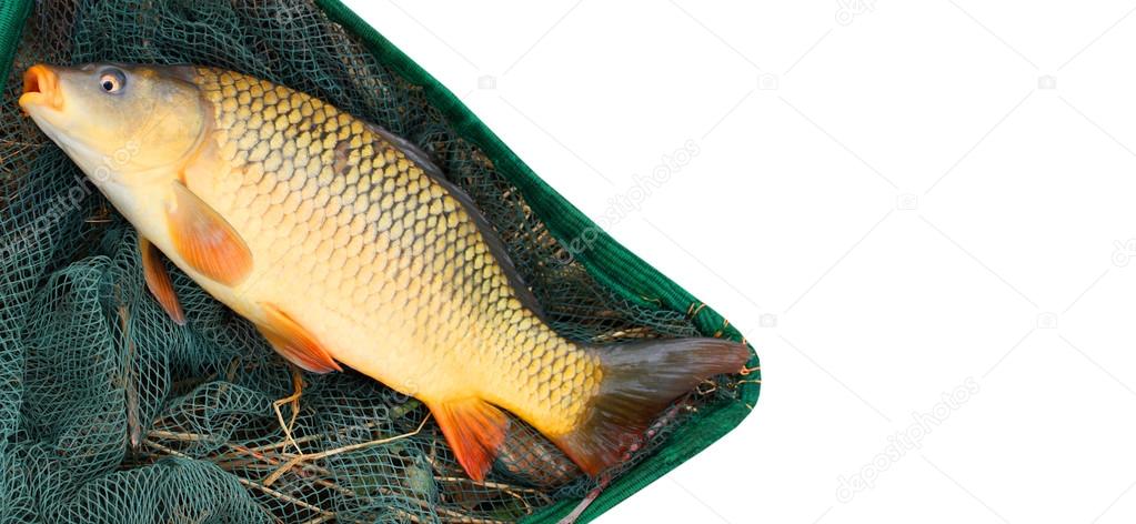The fish on a landing net.