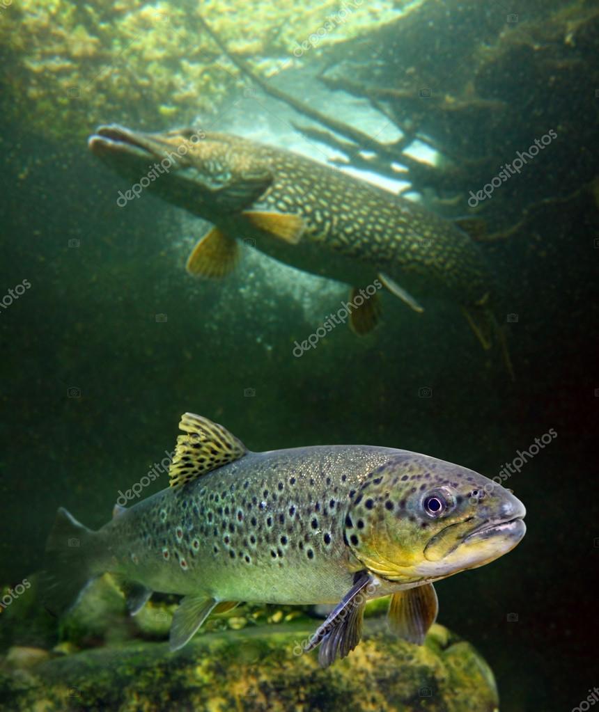 ブラウントラウト タイセイヨウサケ と大きなパイク Esox ルキウス ストック写真 C Vladvitek ブラウントラウト タイセイヨウサケ と大きなパイク Esox ルキウス ストック写真 C Vladvitek