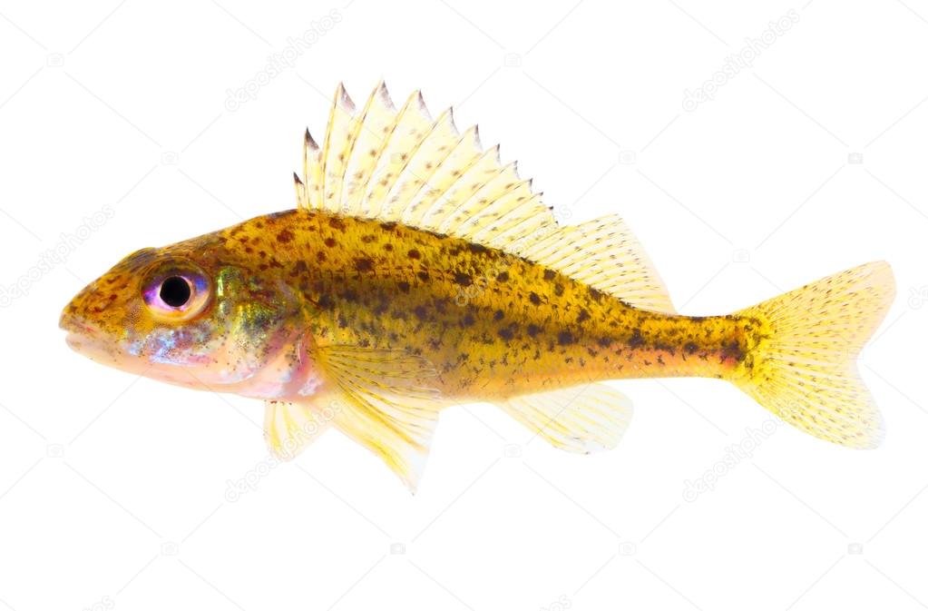Eurasian Ruffe fish
