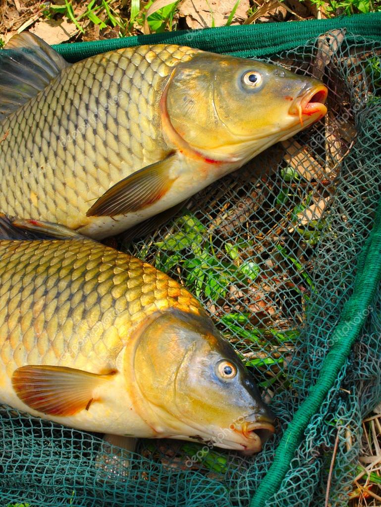 Fish on fishing net. The Common Carp ( Cyprinus Carpio ) — Stock Photo ©  vladvitek #34673189