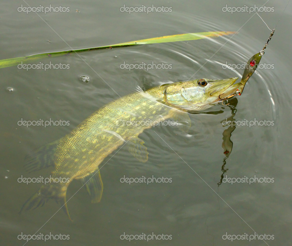 The Pike on a spinner bait. Stock Photo by ©vladvitek 34673317