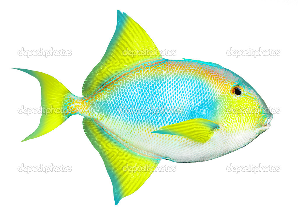 Tropical fish on white background. Stock Illustration by ©vladvitek  #34673381