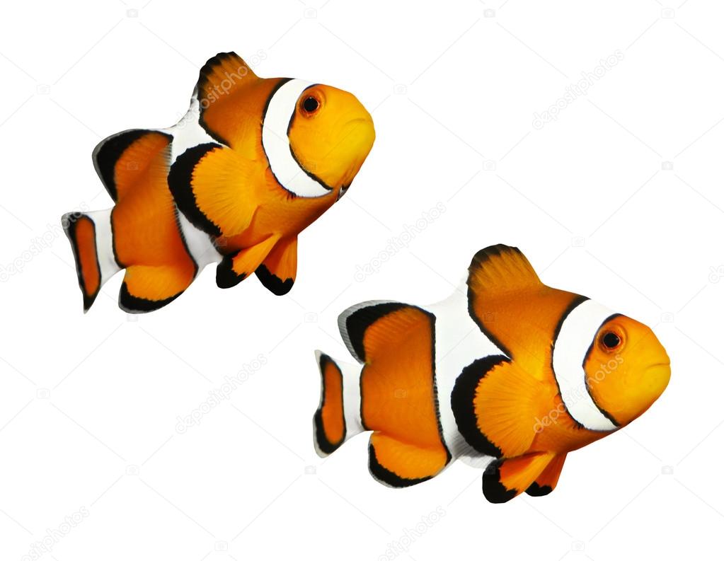 Tropical reef fish - Clownfish (Amphiprion ocellaris)