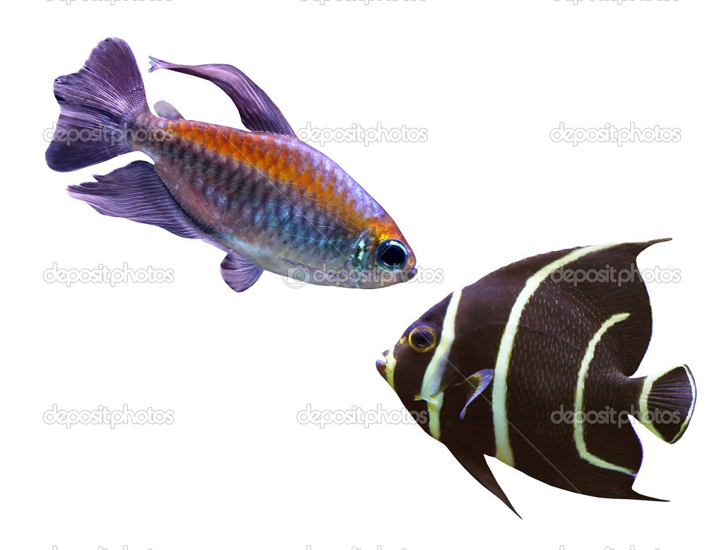 Different fish