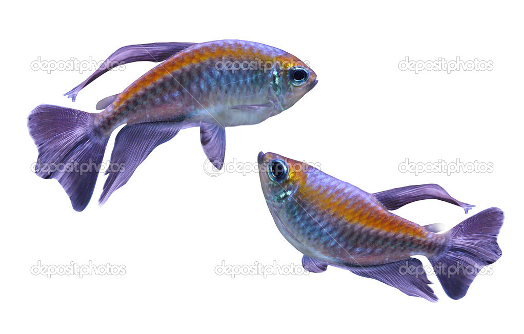 Two tropical fish