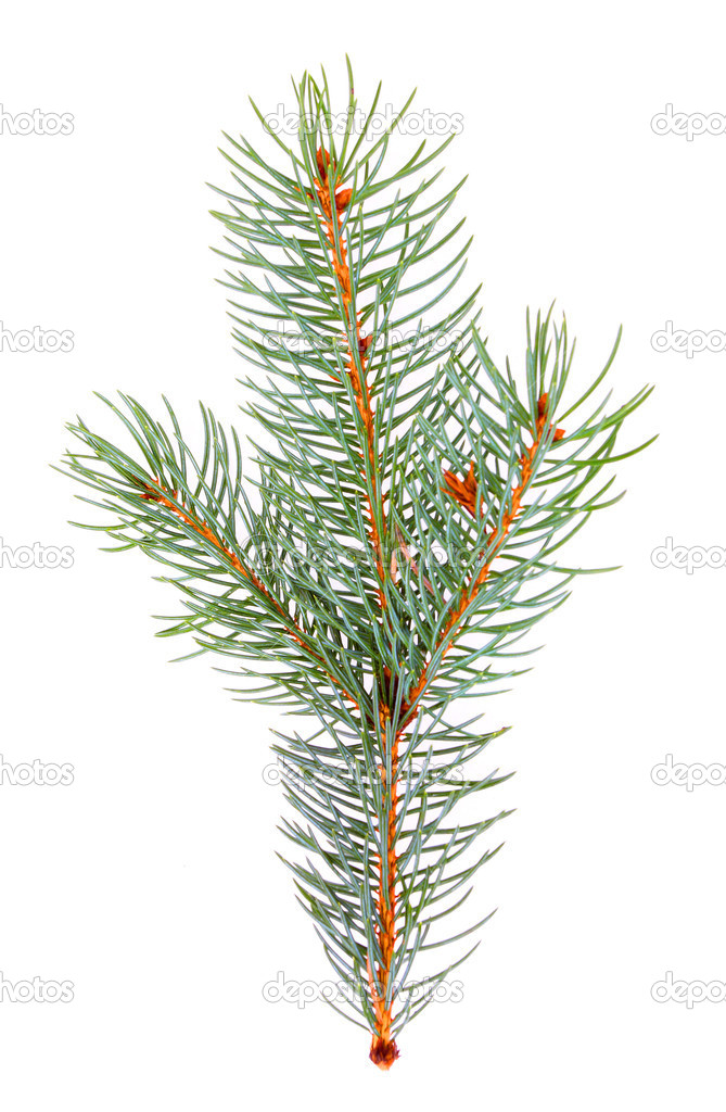 Blue Spruce - Picea pungens branch isolated on white background