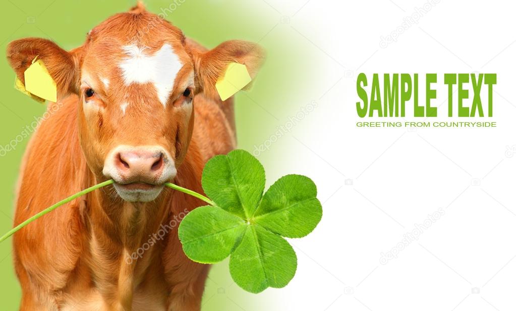 Happy calf with four leaf clover