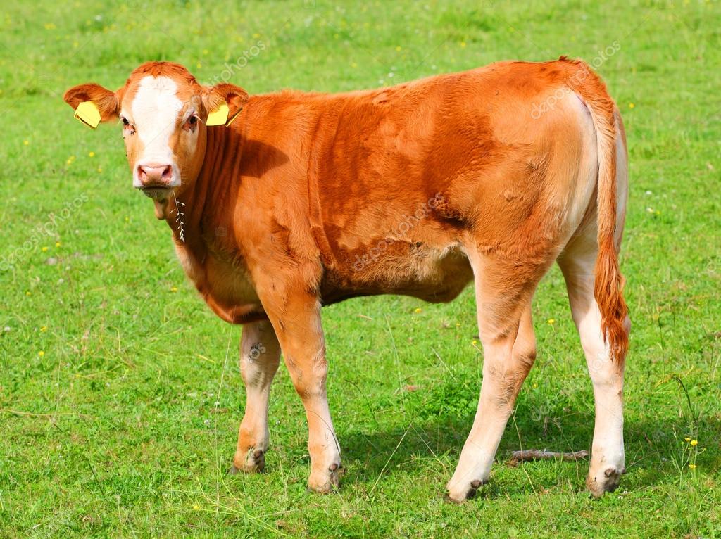 Cute calf cow on a rural meadows. Stock Photo by ©vladvitek 34675473