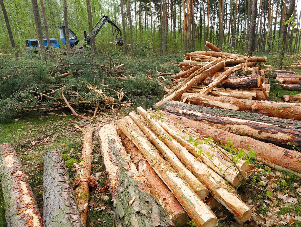 Scierie Avec Grumes Coupées Dans La Forêt Isolée, Gros Plan