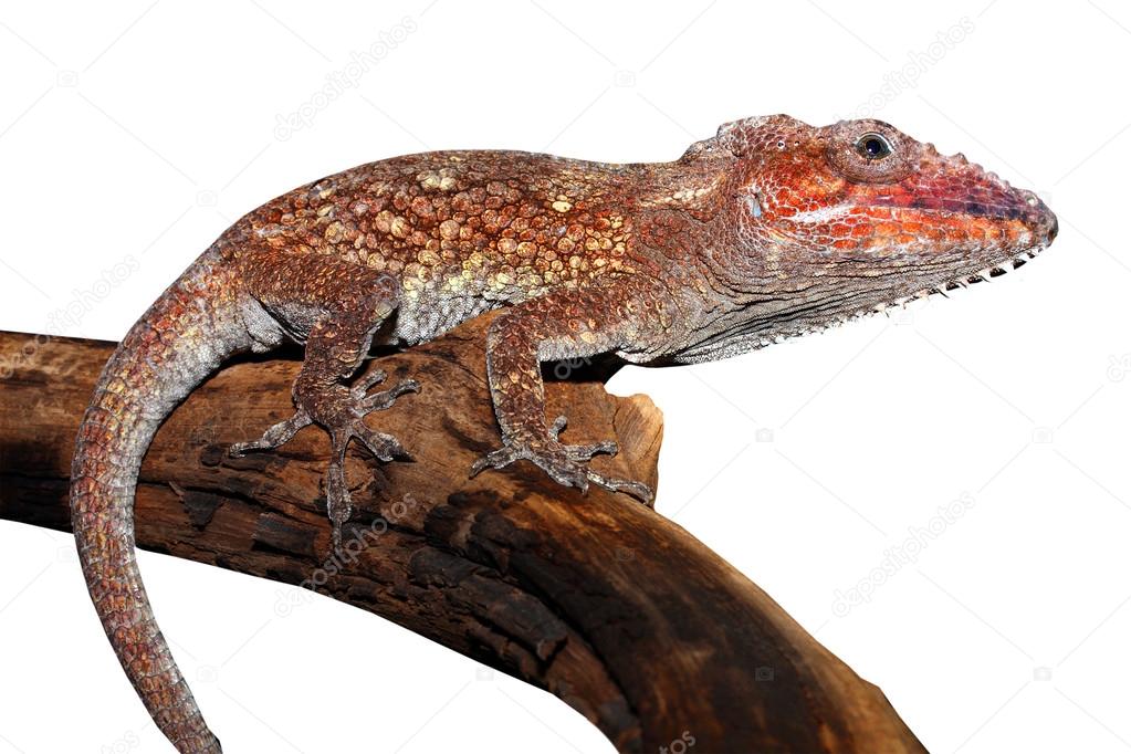 Chameleon lizard