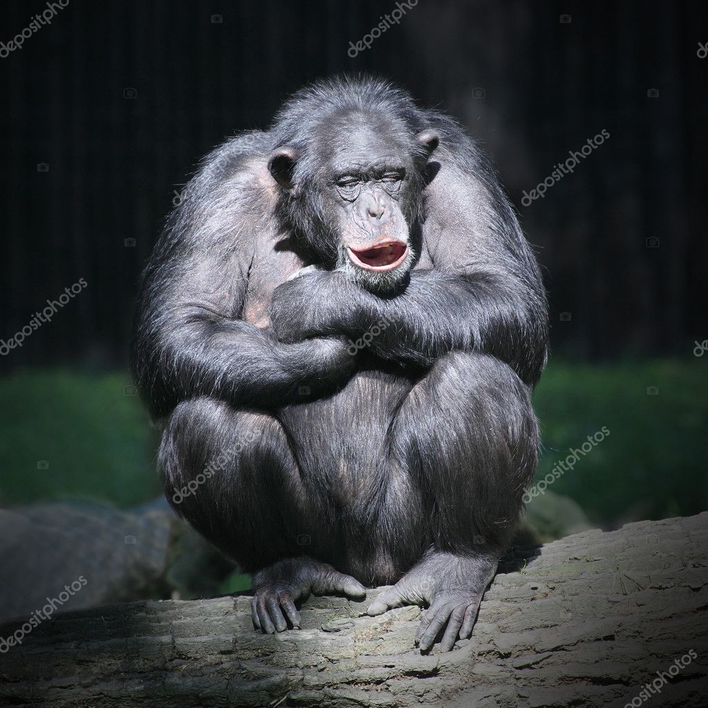 Funny ape Stock Photos, Royalty Free Funny ape Images | Depositphotos Funny ape Stock Photos, Royalty Free Funny ape Images | Depositphotos