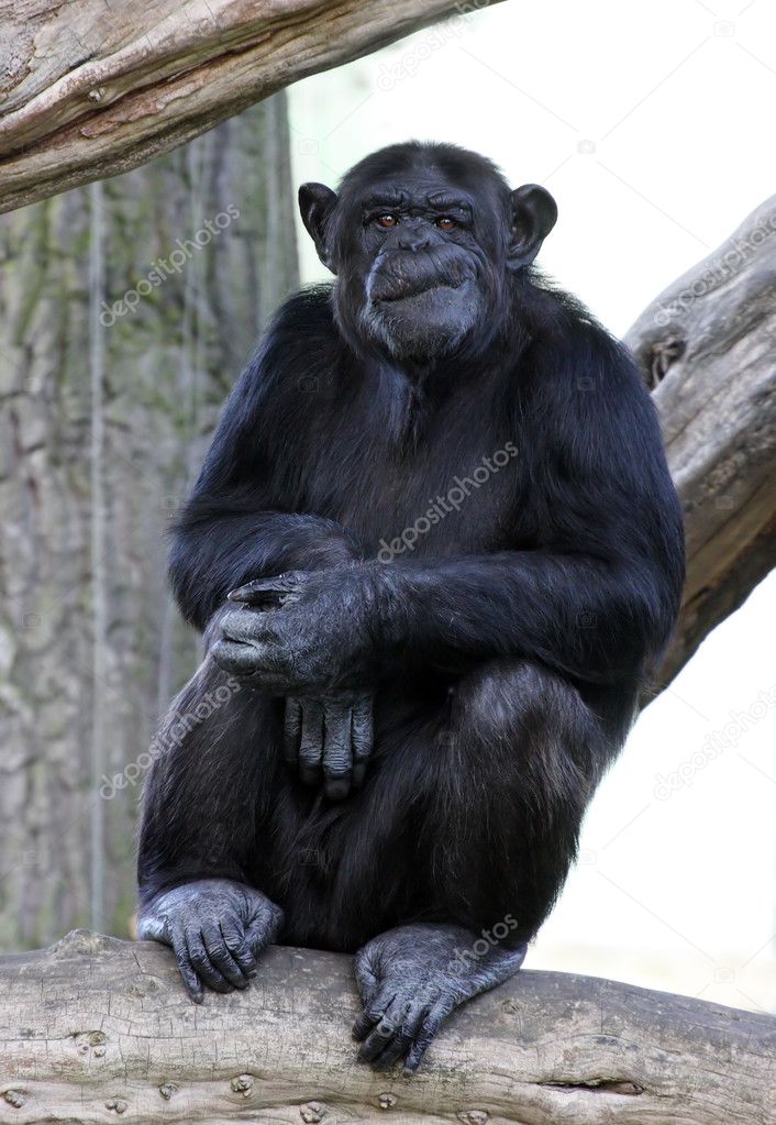Portrait of a adult chimpanzee in Zoo Pilsen