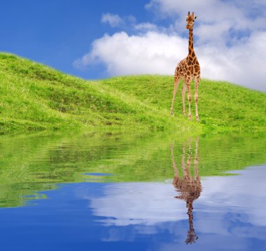 Zürafa ile Afrika mera