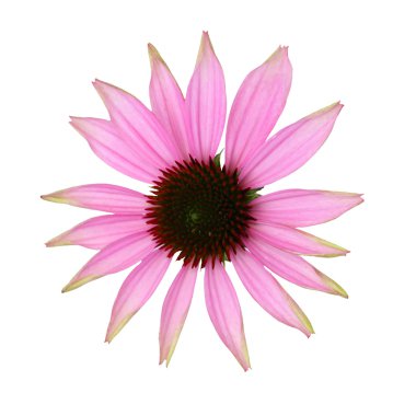 Ekinezya Pembe çiçek