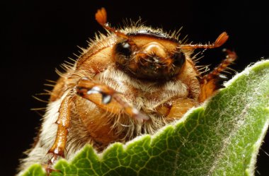 Chafer böceği