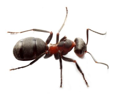 büyük orman karınca