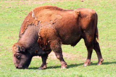 bir sulama yere Amerikan bizonu