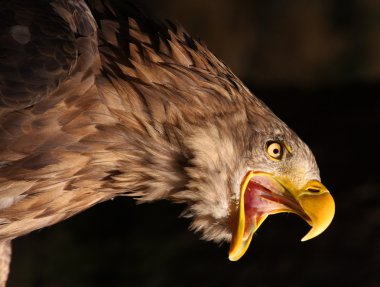 Golden Eagle clipart
