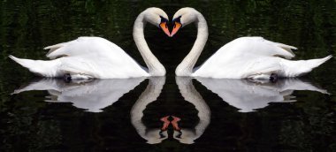 Swan'ın Kalpler
