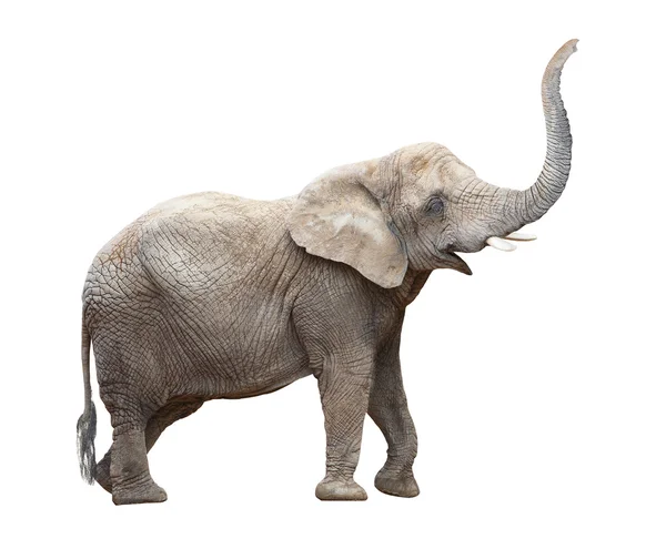 Elephant — Stock Photo, Image