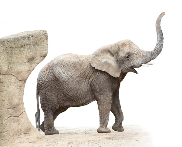 Afrikaanse olifant — Stockfoto