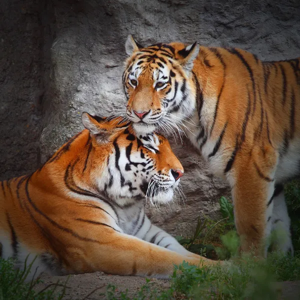 La pareja de Tiger. Amor en la naturaleza . — Foto de Stock