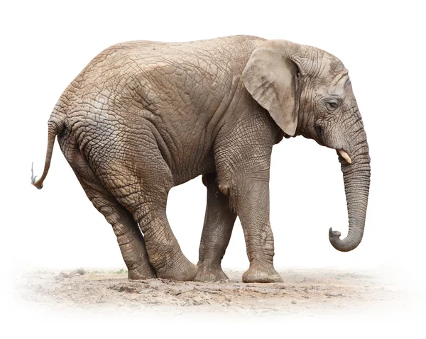 Female elephant — Stock Photo, Image