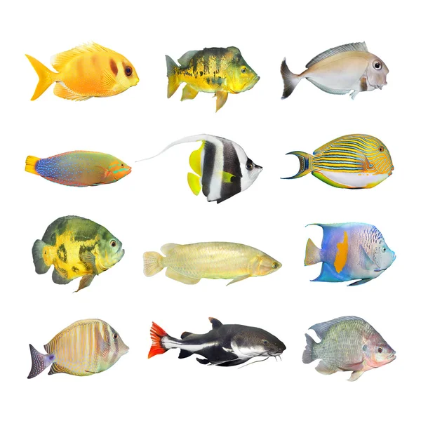 Gran colección de peces tropicales — Foto de Stock