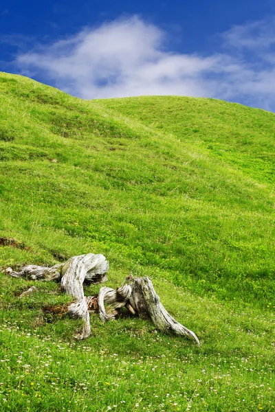 잔디, 루트와 하늘 — 스톡 사진