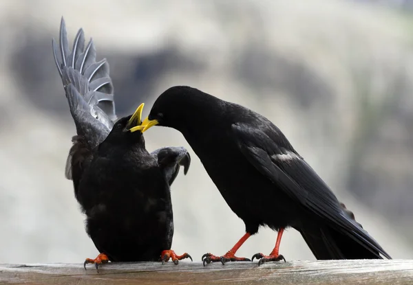 Dois Blackbirds no Dolomiti — Fotografia de Stock