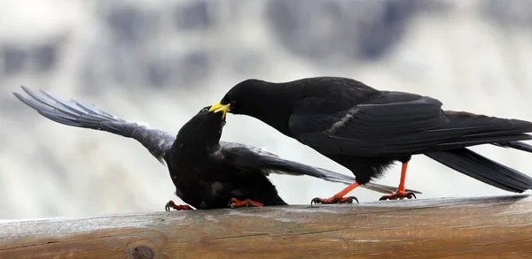 Two Blackbirds in Dolomiti — Stock Photo, Image