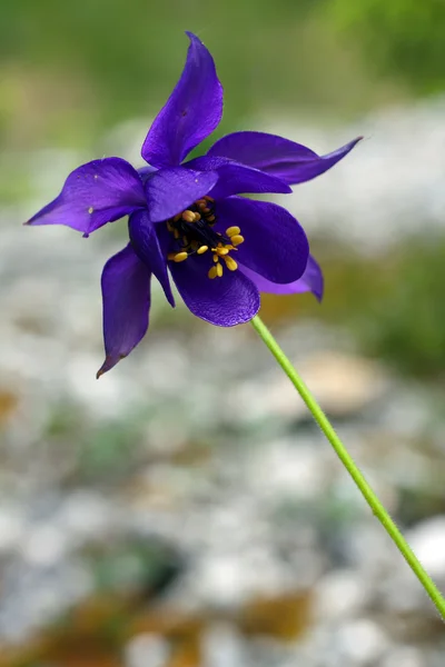 Flor de arándano —  Fotos de Stock