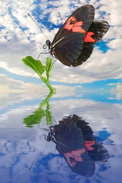 Mariposa en la hoja — Foto de Stock