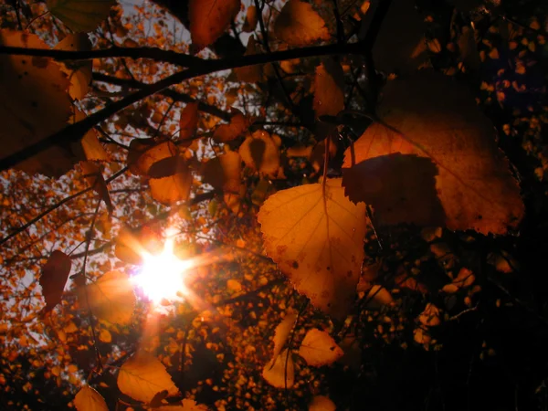 Herbstsonnenstrahlen — Stockfoto