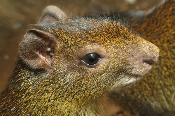 Usměvavá mongoose — Stock fotografie