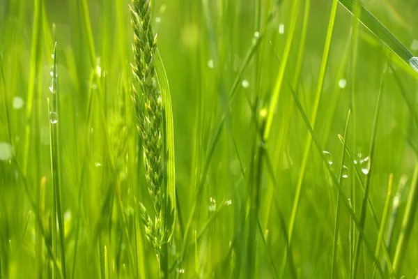 Frischer Morgentau auf Frühlingsgras — Stockfoto