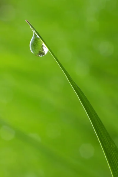 Fresh morning dew on spring grass — Stock Photo, Image