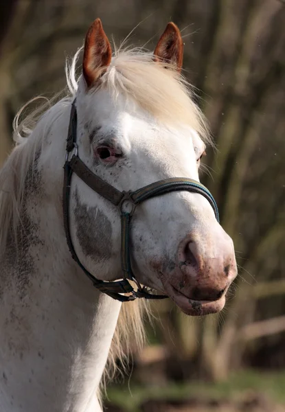 Horse portrait — Stock Photo, Image