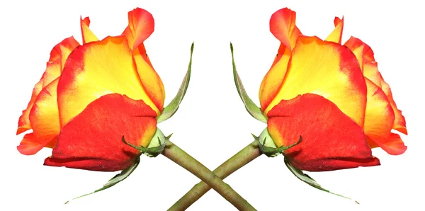 Two roses isolated — Stock Photo, Image