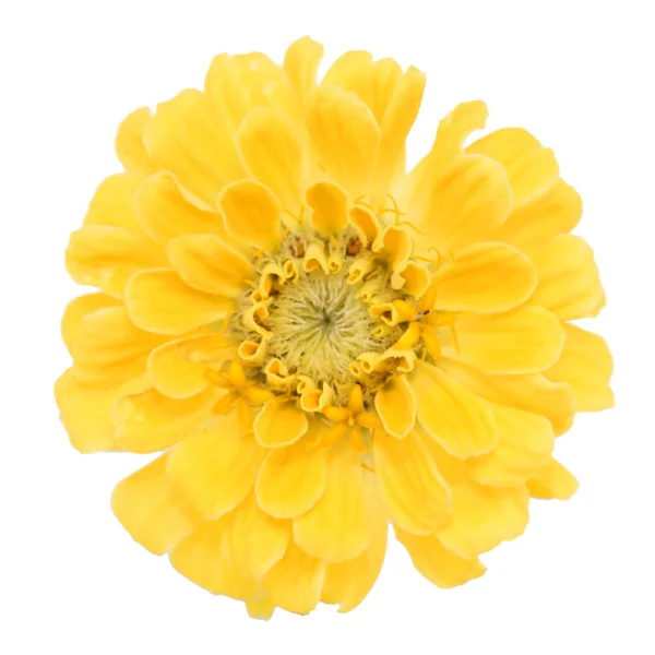 Yellow carnation — Stock Photo, Image