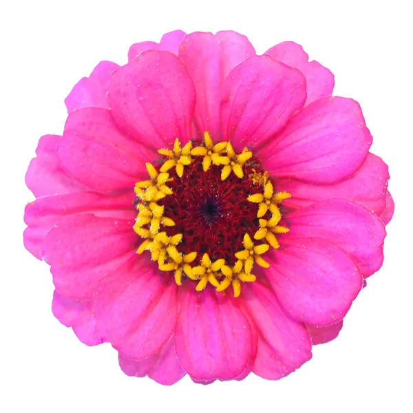 Pink carnation — Stock Photo, Image