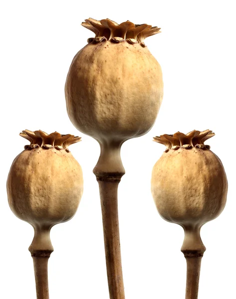 Three Opium poppyhead — Stock Photo, Image