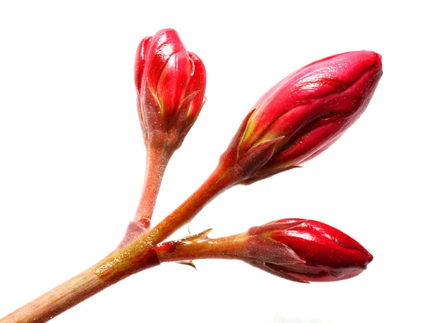 Бутон цветка олеандра — стоковое фото
