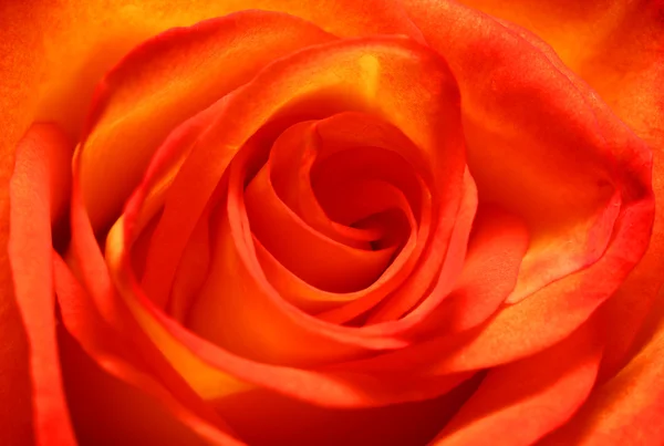 Ruusu lähikuva — kuvapankkivalokuva