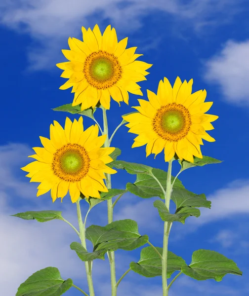 Three Sunflowers — Stock Photo, Image