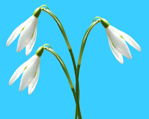 Snowdrops flower — Stock Photo, Image