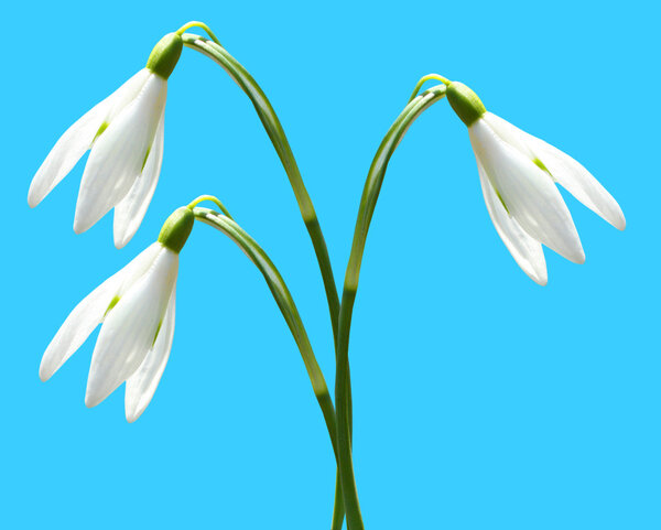 Snowdrops flower