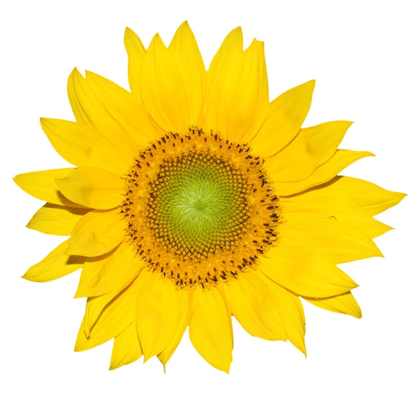 Sunflower — Stock Photo, Image